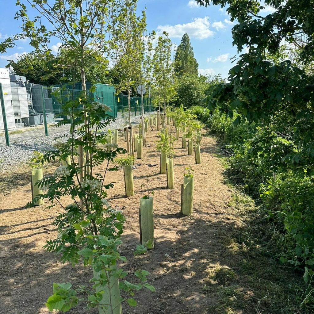 Tree planting at Broadditch BESS